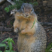 Ground squirrel with grass in it's mouth.