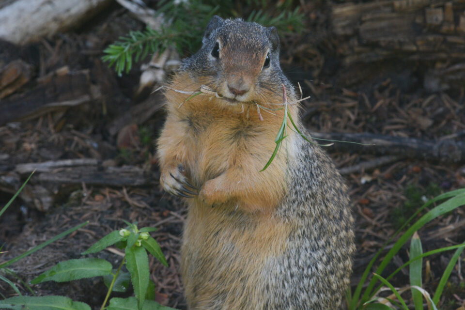 Ground squirrel with grass in it's mouth.