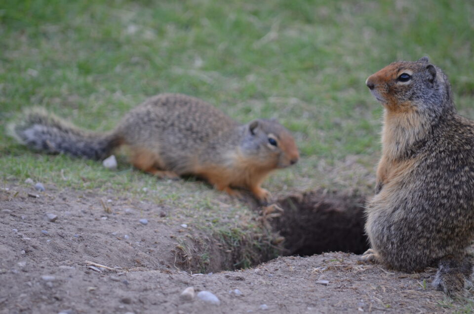 Two ground squirrels at burrow entrance.