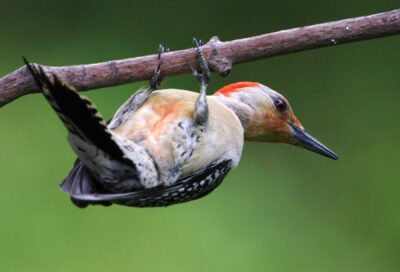 Flicker Woodpecker hanging on branch.