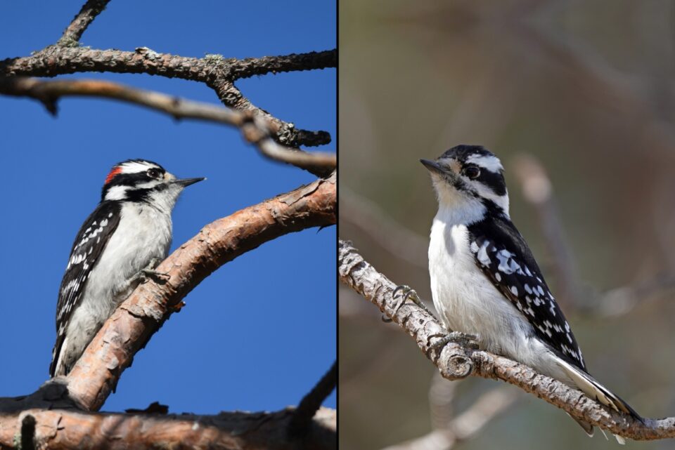 Downy Woodpeckers