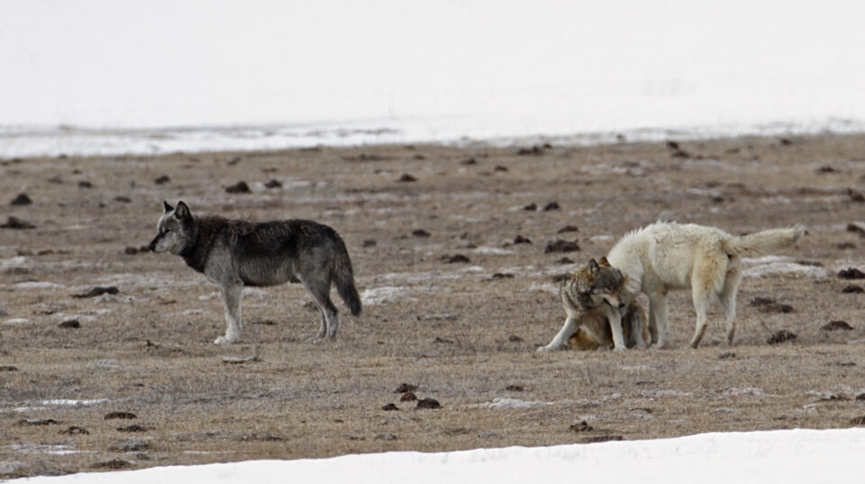 Three wolves