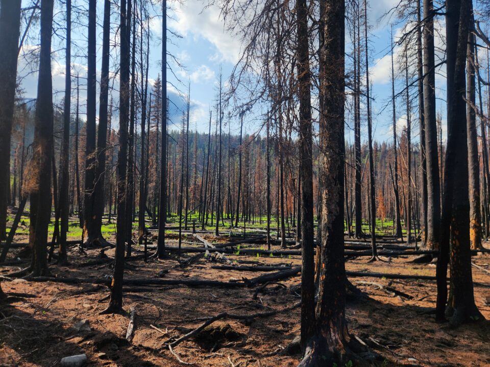 Burned pine forest.