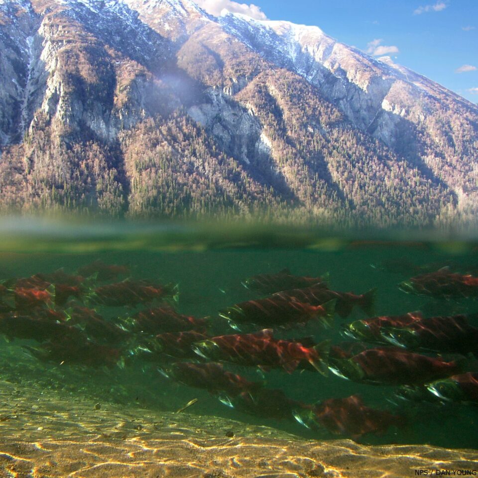 School of spawning salmon in Clark Lake.