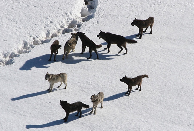 Wolf pack in snow