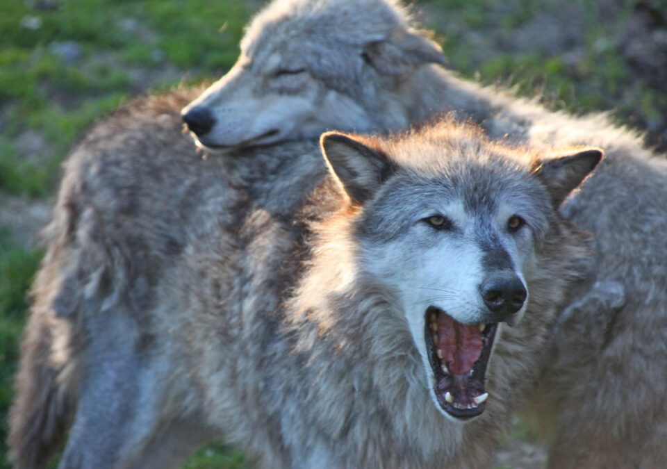 Wolves resting together.