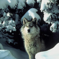 Wolf in snow