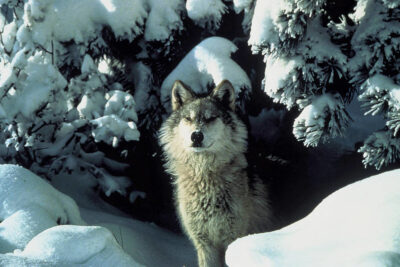 Wolf in snow