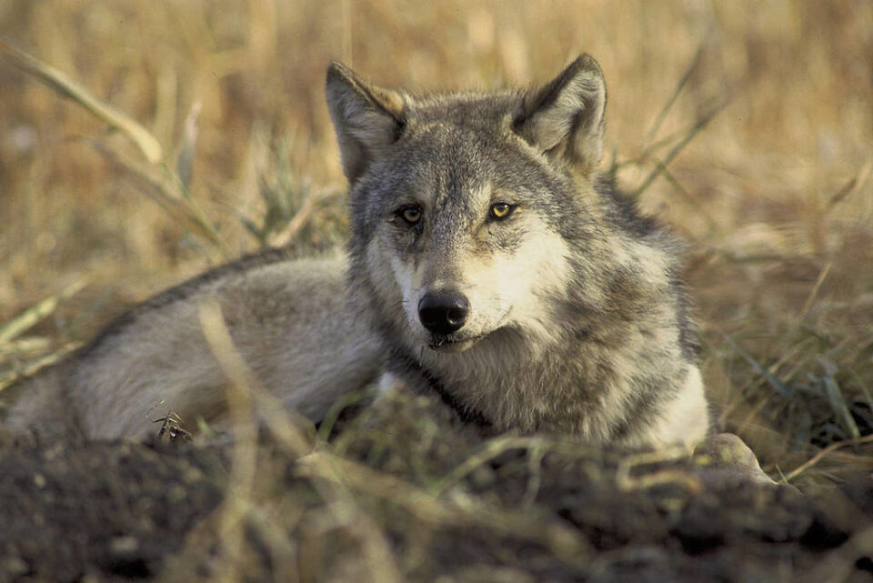 Wolf sitting in dry gras
