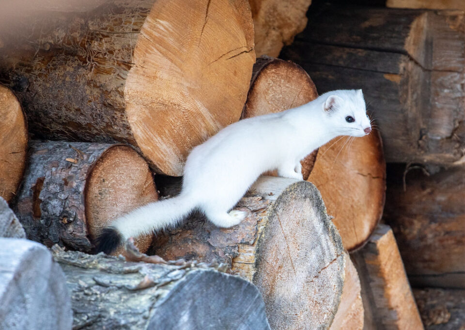 Ermine with white fur.