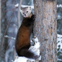Pine Marten climbing a tree.
