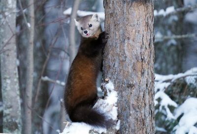 Pine Marten climbing a tree.