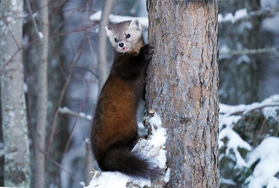 Pine Marten climbing a tree.