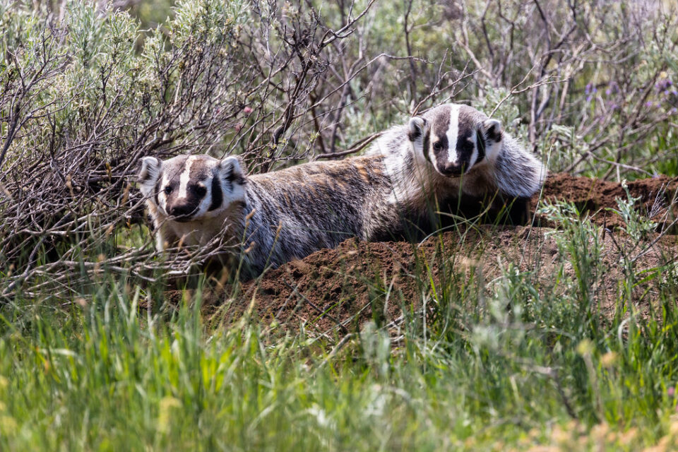 Two American Badgers.