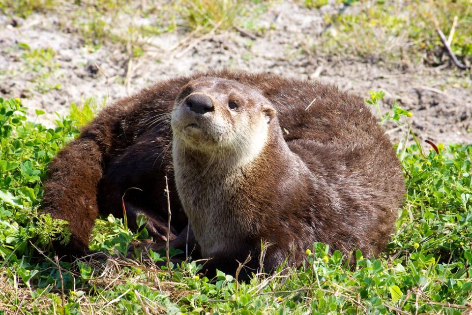 River otter