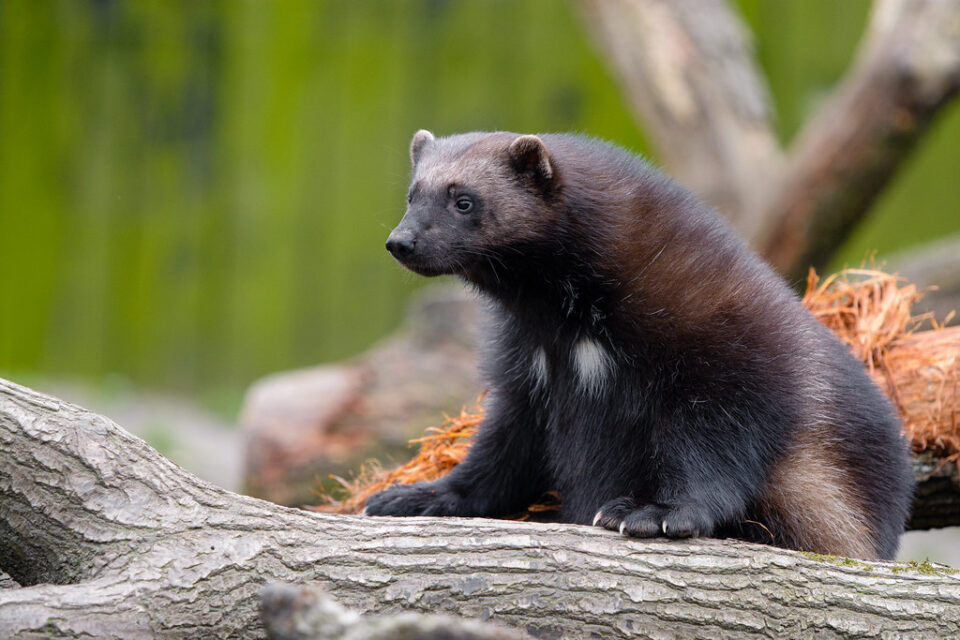 Wolverine sitting on log.