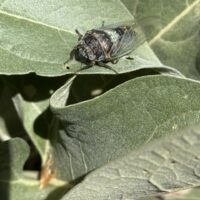 cicada on a leaf