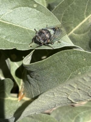 cicada on a leaf