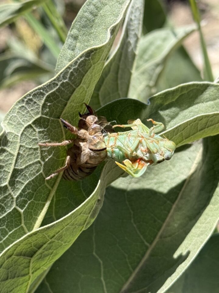 Cicada emerging from exoskeleton.