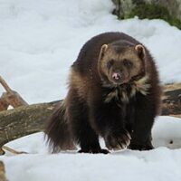 Wolverine in the snow.