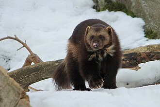 Wolverine in the snow.