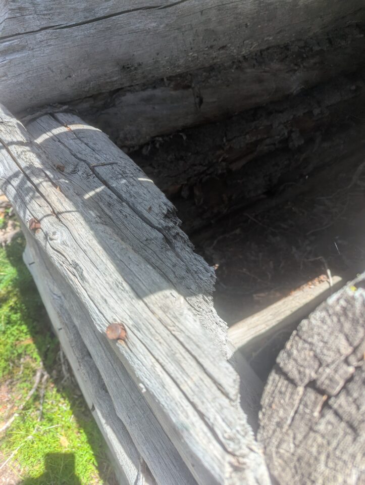 Broken wood on a wolverine trap.