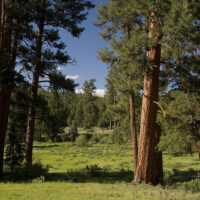 Ponderosa pines