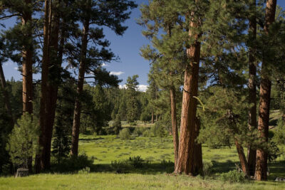 Ponderosa pines